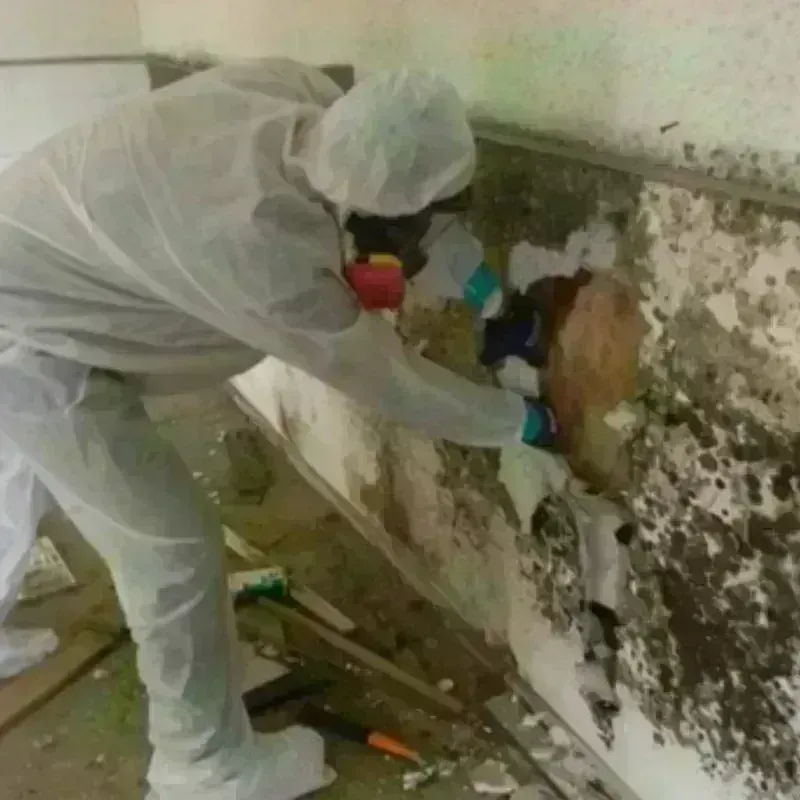 Mold Remediation and Removal in Selah, WA